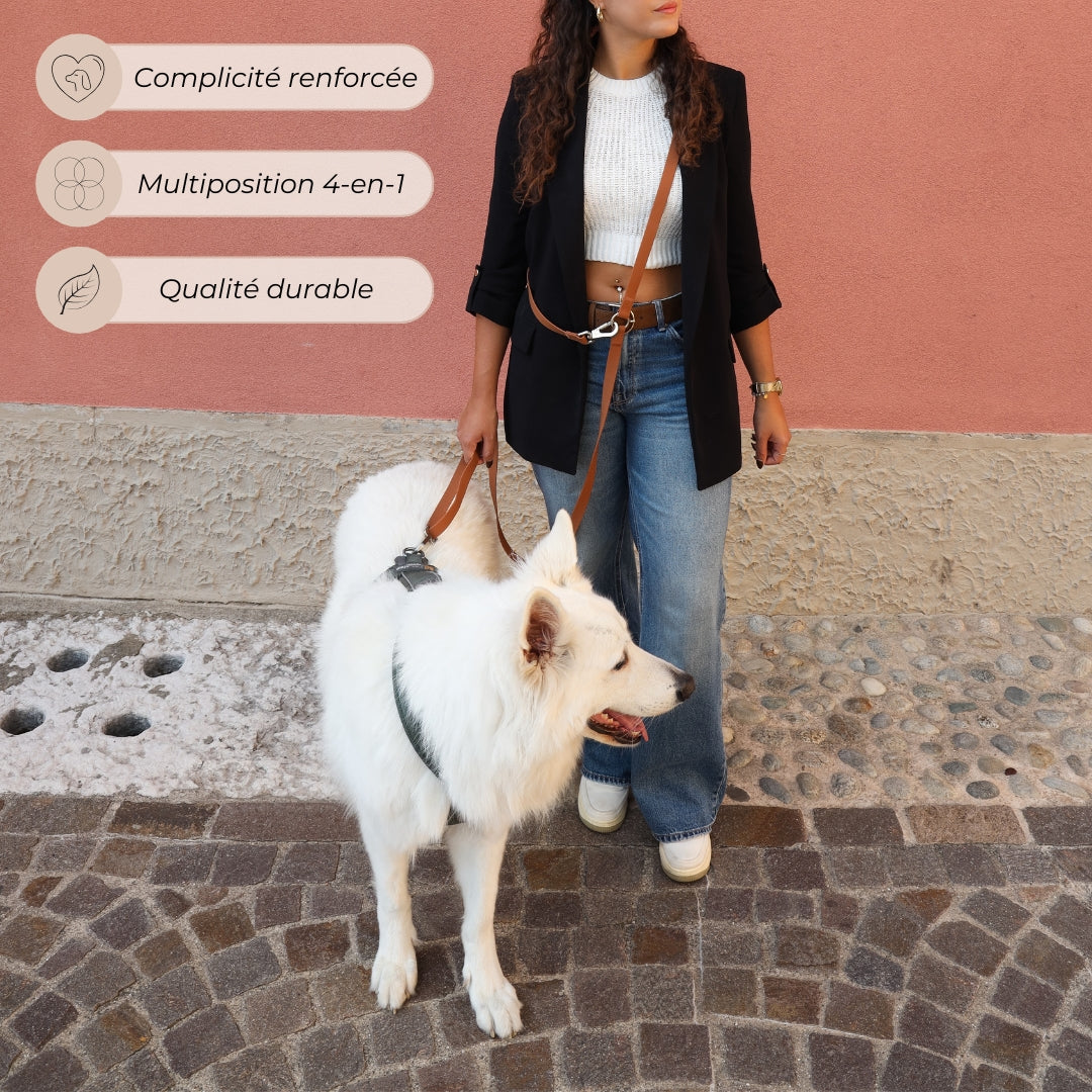 Laisse pour chien mains libres convertible 4-en-1