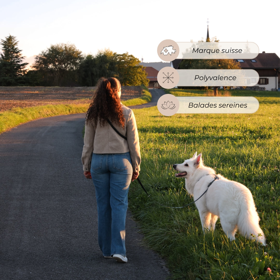 Laisse pour chien mains libres convertible 4-en-1